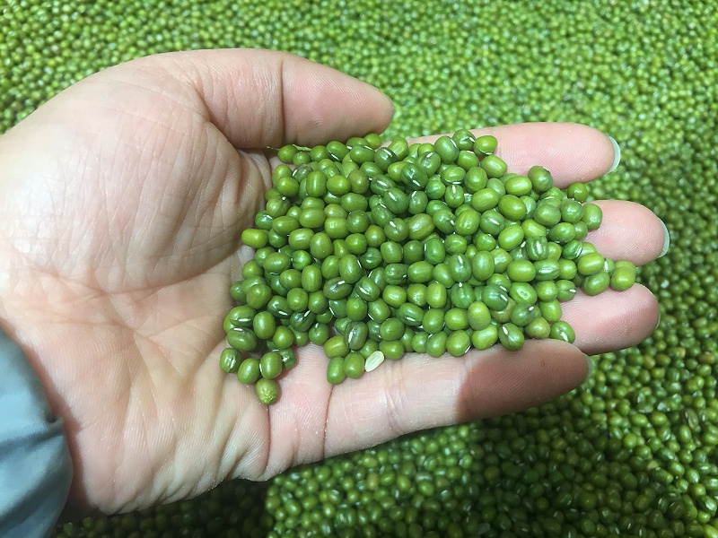 綠豆原糧0 綠豆原糧0